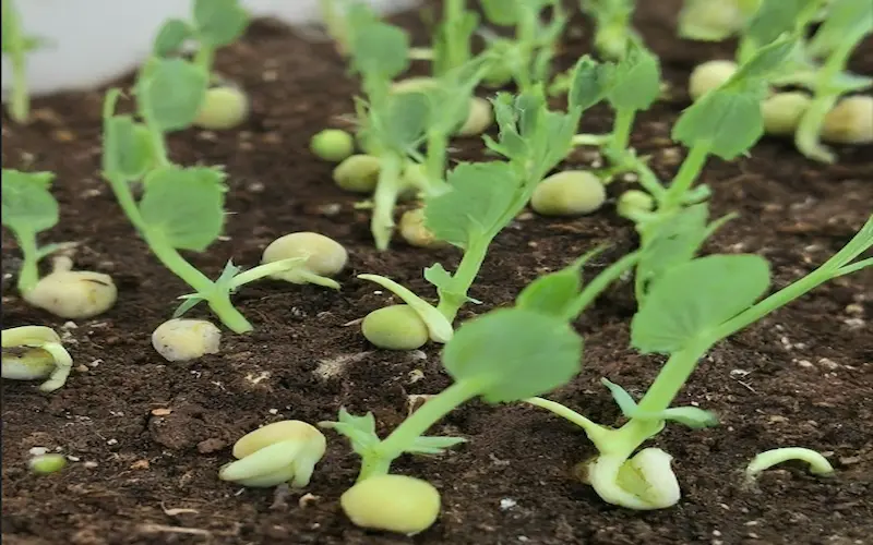 growing time