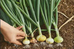 How to Grow Green Onions with Expert Tips and Their Uses