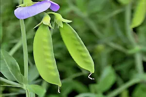 Mastering the Art of Growing Sweet Peas: A Comprehensive Guide