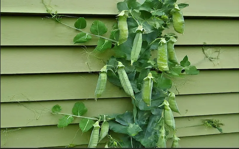 Peas