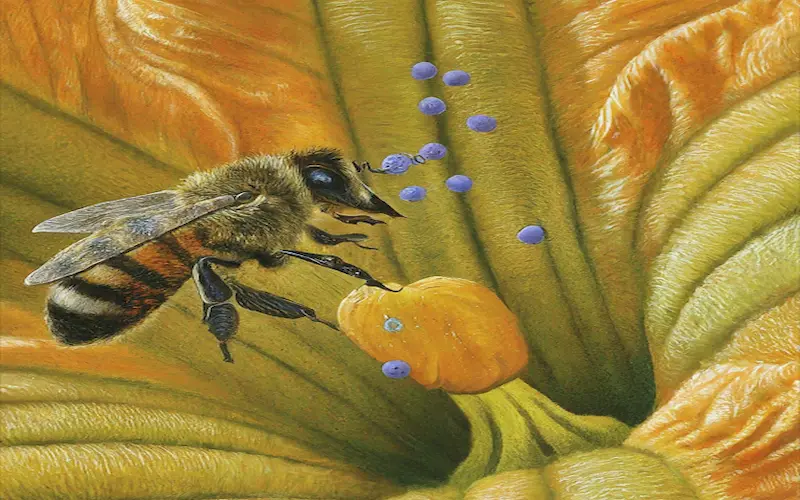 Pumpkin pollination