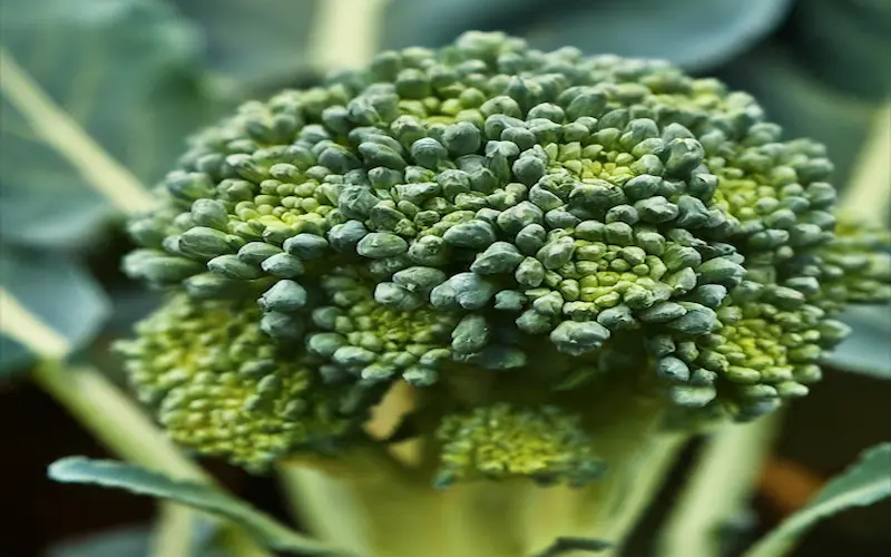 Sign of flowering