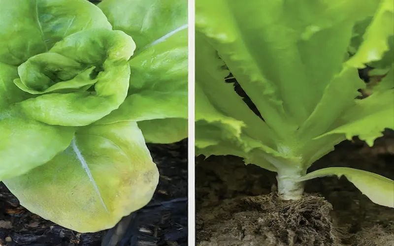 Signs of Overwatering and underwatering