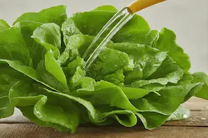 The Ultimate Guide: How Often to Water Lettuce for Optimum Growth