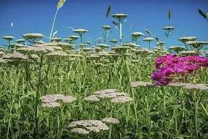 Yarrow Companion Plants: Top 10 Flowers, Herbs & Vegetables to Grow Together